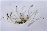  Staminate bracteoles (hairs)